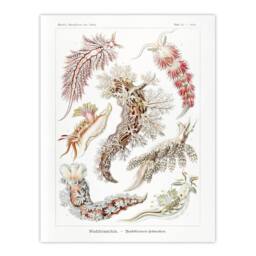 "Artery8 Nudibranch Sea Slug Molluscs Haeckel Botanical Wall Art Print Poster in White - Size: W18"" x H24""" - thumbnail 1