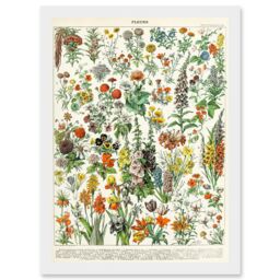 Artery8 Flowers Plants Multicolored Botanical A4 Artwork Framed Wall Art Print in White - thumbnail 1