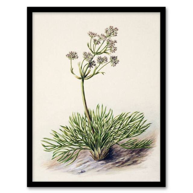 Artery8 Sarah Featon Framed Wall Art Print New Zealand Wild Spaniard Flower in Beige - Size: A4 - image 1