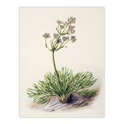 Artery8 Sarah Featon Framed Wall Art Print New Zealand Wild Spaniard Flower in Beige - Size: A4 - thumbnail 3