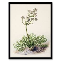 Artery8 Sarah Featon Framed Wall Art Print New Zealand Wild Spaniard Flower in Beige - Size: A4 - thumbnail 1