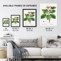 Artery8 Hawthorn Botanical Illustration Redoute Vintage Framed Wall Art Print in White - Size: A4 - thumbnail 3