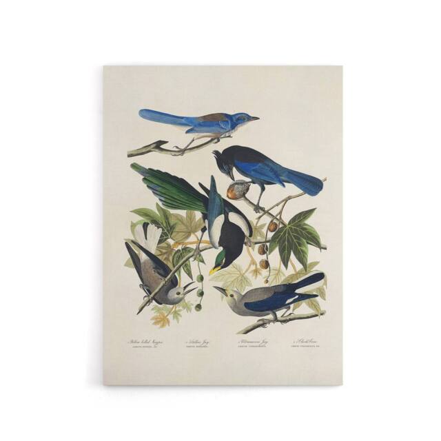 "Artery8 Magpie Clarks Crow & Jays Audubon Nature Canvas Wall Art in White - Size: W18"" x H24""" - image 1