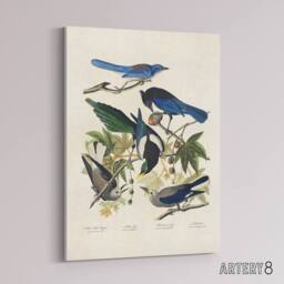 "Artery8 Magpie Clarks Crow & Jays Audubon Nature Canvas Wall Art in White - Size: W18"" x H24""" - thumbnail 2