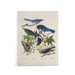 "Artery8 Magpie Clarks Crow & Jays Audubon Nature Canvas Wall Art in White - Size: W18"" x H24""" - thumbnail 1