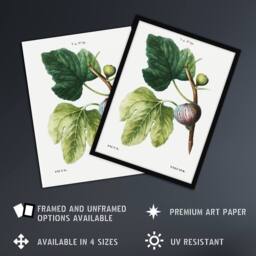 "Artery8 Botanical Ficus Carica Fig Redoute Vintage Wall Art Print Poster in White - Size: W12"" x H16""" - thumbnail 2