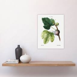 "Artery8 Botanical Ficus Carica Fig Redoute Vintage Wall Art Print Poster in White - Size: W12"" x H16""" - thumbnail 4