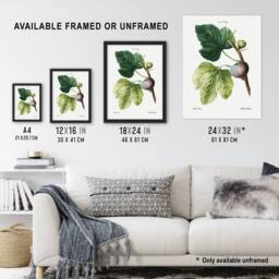 "Artery8 Botanical Ficus Carica Fig Redoute Vintage Wall Art Print Poster in White - Size: W12"" x H16""" - thumbnail 3