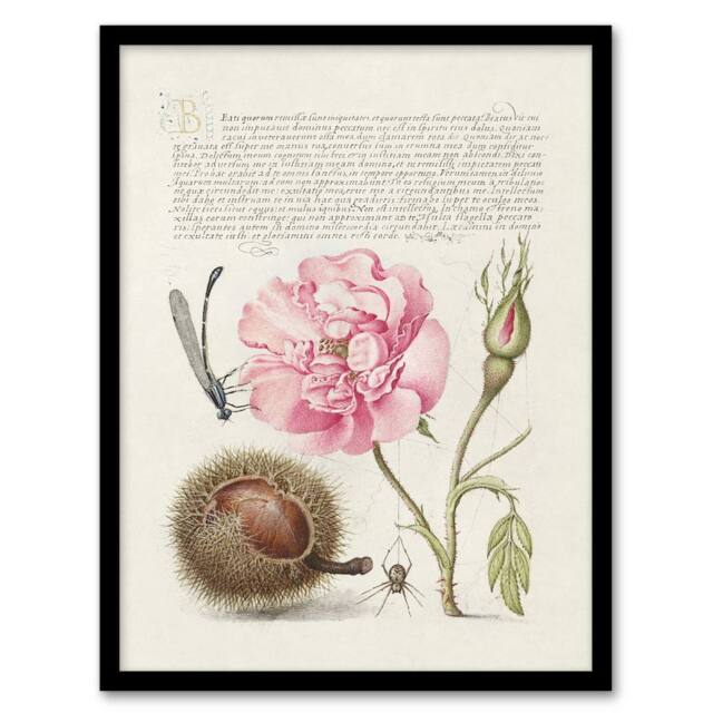 Artery8 Damselfly Rose Chestnut Spider Calligraphy Framed Wall Art Print in White - Size: A4 - image 1