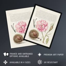 Artery8 Damselfly Rose Chestnut Spider Calligraphy Framed Wall Art Print in White - Size: A4 - thumbnail 2
