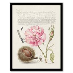 Artery8 Damselfly Rose Chestnut Spider Calligraphy Framed Wall Art Print in White - Size: A4 - thumbnail 1