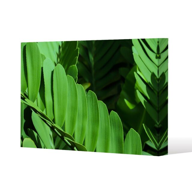 Benjamin Tate Design Natural dark green leaves, long slender green leaves (Canvas Print) / 61 x 91 x 4cm - Size: 61 x 91 x 4 cm - image 1