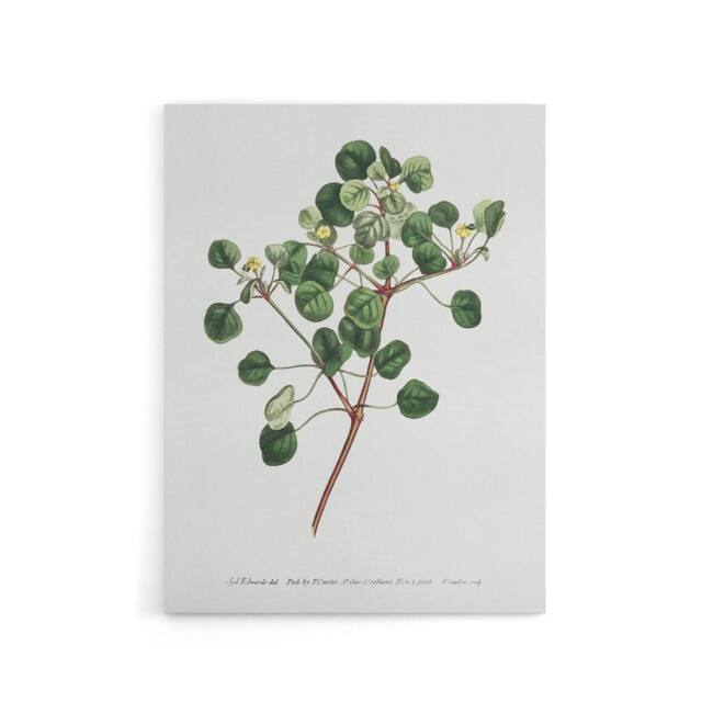 "Artery8 Francis Sansom Manchineel Berry Flowering Plant Canvas Wall Art Print in White - Size: W12"" x H16""" - image 1