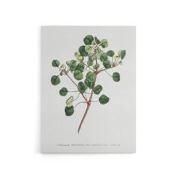 "Artery8 Francis Sansom Manchineel Berry Flowering Plant Canvas Wall Art Print in White - Size: W12"" x H16""" - thumbnail 1
