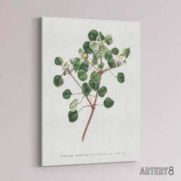 "Artery8 Francis Sansom Manchineel Berry Flowering Plant Canvas Wall Art Print in White - Size: W12"" x H16""" - thumbnail 2