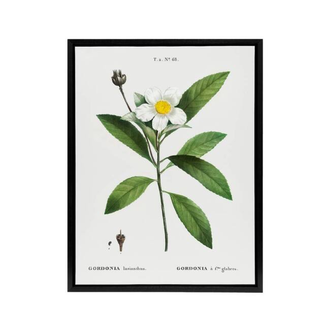 "Artery8 Gordonia Tree Loblolly Bay Flowers Redoute Black Framed Canvas Art in White - Size: W12"" x H16""" - image 1