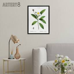 "Artery8 Gordonia Tree Loblolly Bay Flowers Redoute Black Framed Canvas Art in White - Size: W12"" x H16""" - thumbnail 3