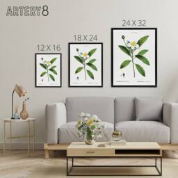 "Artery8 Gordonia Tree Loblolly Bay Flowers Redoute Black Framed Canvas Art in White - Size: W12"" x H16""" - thumbnail 4