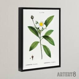 "Artery8 Gordonia Tree Loblolly Bay Flowers Redoute Black Framed Canvas Art in White - Size: W12"" x H16""" - thumbnail 2