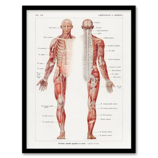 Artery8 Human Nervous System Boissiere Vintage Framed Wall Art Print in White - Size: A4 - image 1