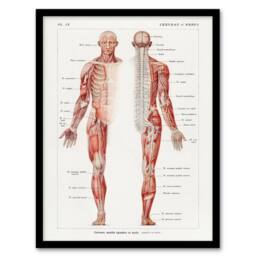 Artery8 Human Nervous System Boissiere Vintage Framed Wall Art Print in White - Size: A4 - thumbnail 1