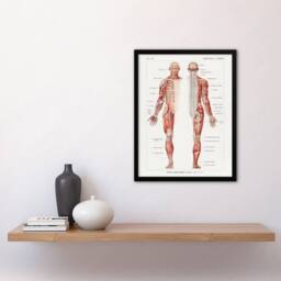 Artery8 Human Nervous System Boissiere Vintage Framed Wall Art Print in White - Size: A4 - thumbnail 4