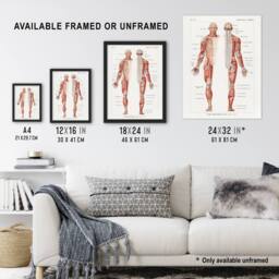 Artery8 Human Nervous System Boissiere Vintage Framed Wall Art Print in White - Size: A4 - thumbnail 3