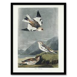 Artery8 Birds of America Snow Bunting Audubon Nature Framed Wall Art Print in Grey - Size: A4 - thumbnail 1