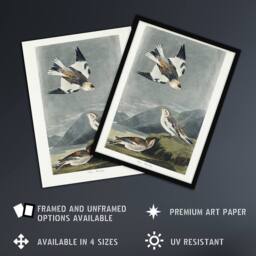 Artery8 Birds of America Snow Bunting Audubon Nature Framed Wall Art Print in Grey - Size: A4 - thumbnail 2