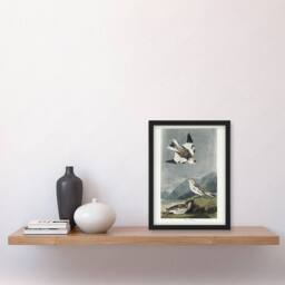Artery8 Birds of America Snow Bunting Audubon Nature Framed Wall Art Print in Grey - Size: A4 - thumbnail 4