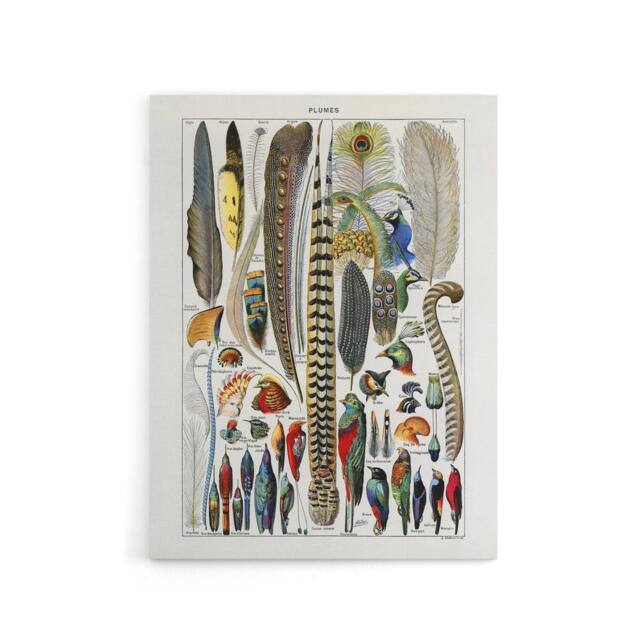 "Artery8 Plumes Exotic Bird Feathers Millot Vintage Canvas Wall Art in White - Size: W18"" x H24""" - image 1