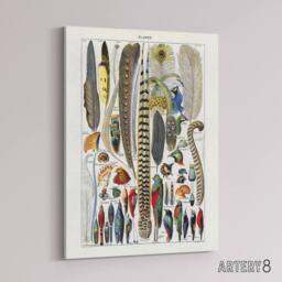 "Artery8 Plumes Exotic Bird Feathers Millot Vintage Canvas Wall Art in White - Size: W18"" x H24""" - thumbnail 2