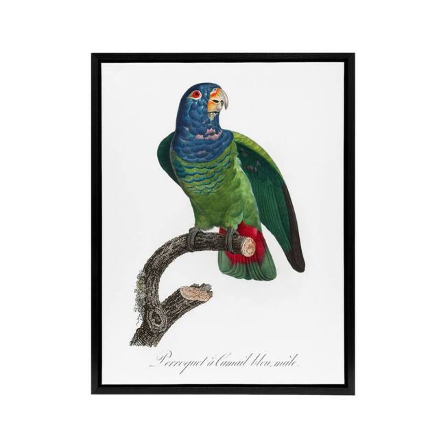 "Artery8 The Blue Headed Parrot Francois Levaillant Framed Canvas Wall Art in White - Size: W12"" x H16""" - image 1