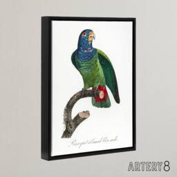 "Artery8 The Blue Headed Parrot Francois Levaillant Framed Canvas Wall Art in White - Size: W12"" x H16""" - thumbnail 2