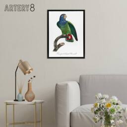 "Artery8 The Blue Headed Parrot Francois Levaillant Framed Canvas Wall Art in White - Size: W12"" x H16""" - thumbnail 3