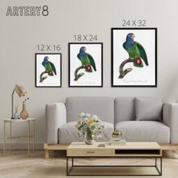 "Artery8 The Blue Headed Parrot Francois Levaillant Framed Canvas Wall Art in White - Size: W12"" x H16""" - thumbnail 4