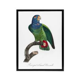 "Artery8 The Blue Headed Parrot Francois Levaillant Framed Canvas Wall Art in White - Size: W12"" x H16""" - thumbnail 1