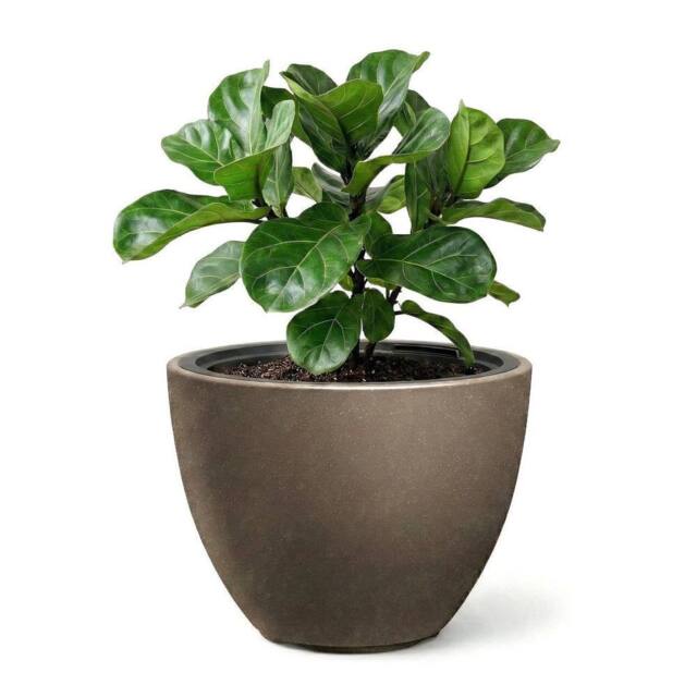 KORVIXA Flower Pot 29.8cm Weather Resistant Oval in Brown - image 1