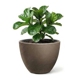 KORVIXA Flower Pot 29.8cm Weather Resistant Oval in Brown - thumbnail 1