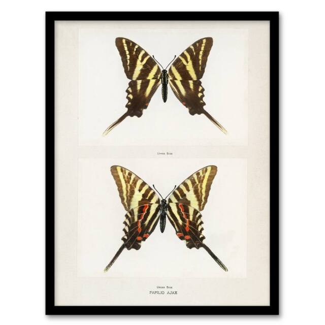 Artery8 Papilio Ajax Butterfly Vintage Artwork Denton Framed Wall Art Print in White - Size: A4 - image 1