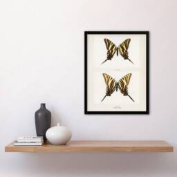 Artery8 Papilio Ajax Butterfly Vintage Artwork Denton Framed Wall Art Print in White - Size: A4 - thumbnail 4