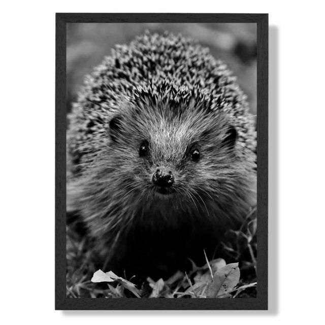 ARTZE Curious Hedghog Animal Black & White Photo Framed Print SIZE: A3 with Black Frame - Size: A4 - image 1