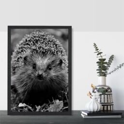 ARTZE Curious Hedghog Animal Black & White Photo Framed Print SIZE: A3 with Black Frame - Size: A4 - thumbnail 2