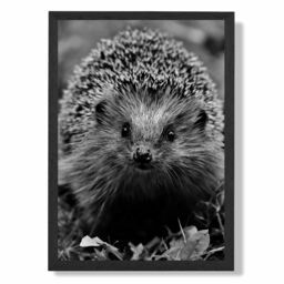 ARTZE Curious Hedghog Animal Black & White Photo Framed Print SIZE: A3 with Black Frame - Size: A4 - thumbnail 1