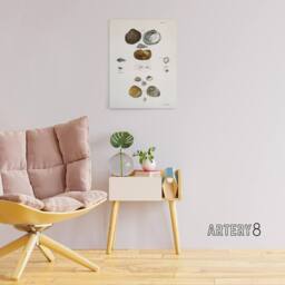 "Artery8 James Ellsworth De Kay Various Types of Seashells Canvas Art Print in White - Size: W12"" x H16""" - thumbnail 3