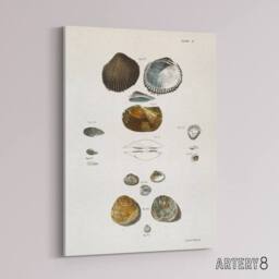 "Artery8 James Ellsworth De Kay Various Types of Seashells Canvas Art Print in White - Size: W12"" x H16""" - thumbnail 2