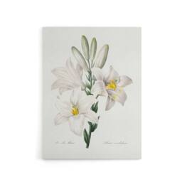 "Artery8 White Lily Botanical Redoute Vintage Canvas Wall Art - Size: W18"" x H24""" - thumbnail 1