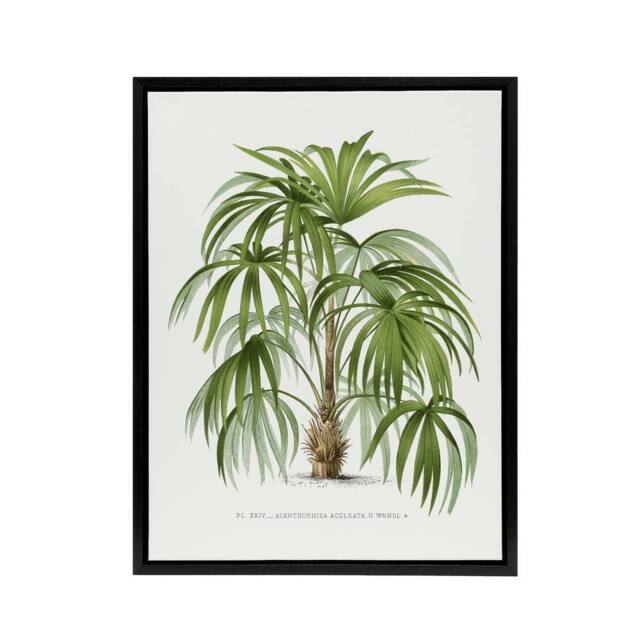 "Artery8 Acathophiza Aculeata Palm Tree Kerchove Framed Canvas Wall Art Print in White - Size: W18"" x H24""" - image 1