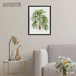 "Artery8 Acathophiza Aculeata Palm Tree Kerchove Framed Canvas Wall Art Print in White - Size: W18"" x H24""" - thumbnail 3