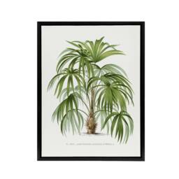 "Artery8 Acathophiza Aculeata Palm Tree Kerchove Framed Canvas Wall Art Print in White - Size: W18"" x H24""" - thumbnail 1